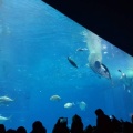 実際訪問したユーザーが直接撮影して投稿した石川水族館 / アクアリウム沖縄美ら海水族館の写真