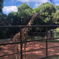 実際訪問したユーザーが直接撮影して投稿した老松町動物園野毛山動物園の写真