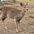 実際訪問したユーザーが直接撮影して投稿した雑司町公園奈良公園の写真