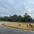 実際訪問したユーザーが直接撮影して投稿した登大路町公園奈良公園 登大路園地の写真