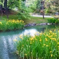 実際訪問したユーザーが直接撮影して投稿した中島公園湖沼 / 池菖蒲池の写真