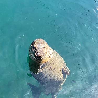 実際訪問したユーザーが直接撮影して投稿した四浦水族館 / アクアリウムうみたま体験パーク つくみイルカ島の写真