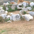 実際訪問したユーザーが直接撮影して投稿した美東町赤動物園秋吉台自然動物公園サファリランドの写真