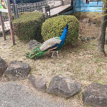 まいりゅうさんが投稿した富戸動物園のお店伊豆シャボテン動物公園/イズシャボテンドウブツコウエンの写真