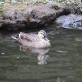 実際訪問したユーザーが直接撮影して投稿した別府公園別府公園の写真