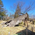 実際訪問したユーザーが直接撮影して投稿した杉妻町公園紅葉山公園の写真