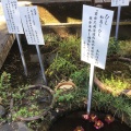 実際訪問したユーザーが直接撮影して投稿した西元町植物園 / 樹木園国分寺万葉植物園の写真