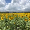 実際訪問したユーザーが直接撮影して投稿した東前町生息地 / 群生地・飛来地大垣ひまわり畑の写真