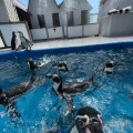 実際訪問したユーザーが直接撮影して投稿した高松動物ふれあい志布志湾大黒 イルカランドの写真