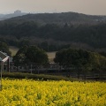 実際訪問したユーザーが直接撮影して投稿した緑台公園コスモスの丘の写真