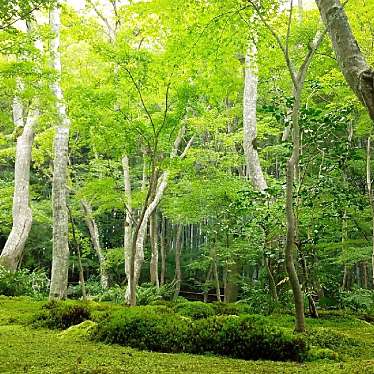 祇王寺のundefinedに実際訪問訪問したユーザーunknownさんが新しく投稿した新着口コミの写真