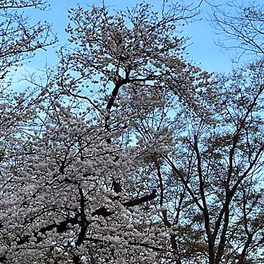 代々木公園 桜の園のundefinedに実際訪問訪問したユーザーunknownさんが新しく投稿した新着口コミの写真