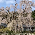 実際訪問したユーザーが直接撮影して投稿した身延寺日蓮宗総本山 身延山久遠寺の写真