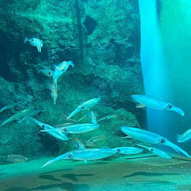 新潟市水族館 マリンピア日本海のundefinedに実際訪問訪問したユーザーunknownさんが新しく投稿した新着口コミの写真