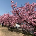 実際訪問したユーザーが直接撮影して投稿した粒浦自然名所倉敷川 河津桜の写真