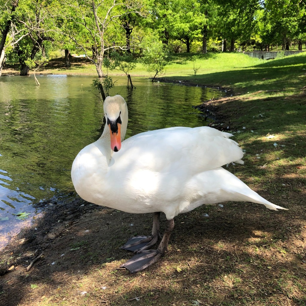 -ぱんぱぱん-さんが投稿した三ケ山町公園のお店蜻蛉池公園/トンボイケコウエンの写真