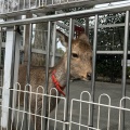 実際訪問したユーザーが直接撮影して投稿した高島平動物園こども動物園 高島平分園の写真