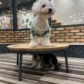 実際訪問したユーザーが直接撮影して投稿したりんくう町カフェpuppy cafe Rio 常滑店の写真