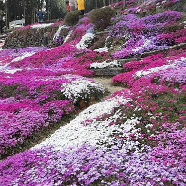 実際訪問したユーザーが直接撮影して投稿した中津花のきれいなスポット中津 花桃の里の写真