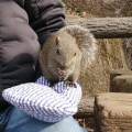 実際訪問したユーザーが直接撮影して投稿した薬師台動物園町田リス園の写真