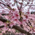 実際訪問したユーザーが直接撮影して投稿した大山町桜の名所東大山河津桜の写真