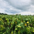 実際訪問したユーザーが直接撮影して投稿した湖東地域名所ひまわり村の写真