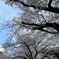 実際訪問したユーザーが直接撮影して投稿した麹町公園千鳥ヶ淵公園の写真