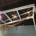 実際訪問したユーザーが直接撮影して投稿した信州新町上条博物館信州新町化石博物館の写真