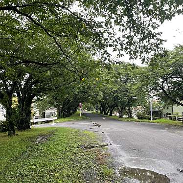 実際訪問したユーザーが直接撮影して投稿した河原花のきれいなスポット河原町桜堤防の写真