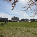 実際訪問したユーザーが直接撮影して投稿した大島公園大島小松川公園の写真