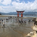 実際訪問したユーザーが直接撮影して投稿した宮島町神社嚴島神社 参拝入口の写真