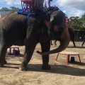 実際訪問したユーザーが直接撮影して投稿した山小川動物園アニマルワンダーリゾウト 市原ぞうの国の写真