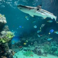 実際訪問したユーザーが直接撮影して投稿したあるかぽーと水族館 / アクアリウム市立しものせき水族館 海響館の写真