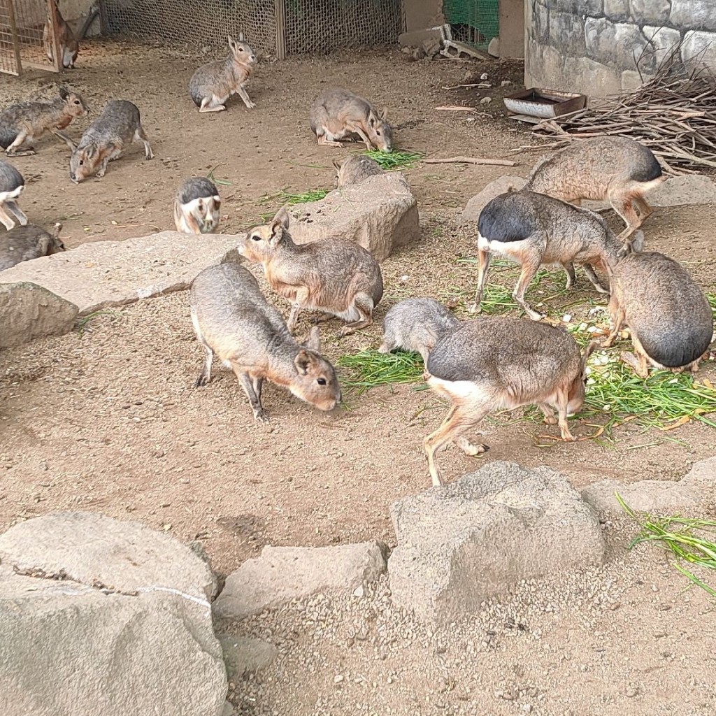 まいりゅうさんが投稿した富戸動物園のお店伊豆シャボテン動物公園/イズシャボテンドウブツコウエンの写真