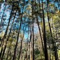 実際訪問したユーザーが直接撮影して投稿した西鶴間肉料理泉の森の写真
