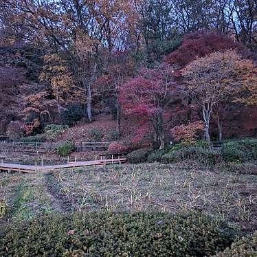 実際訪問したユーザーが直接撮影して投稿した野津田町自然名所花菖蒲田の写真