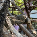 実際訪問したユーザーが直接撮影して投稿した槻谷動物園ぎふ金華山 リス村の写真