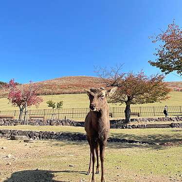 実際訪問したユーザーが直接撮影して投稿した雑司町山 / 峠若草山の写真