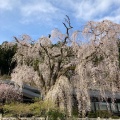 実際訪問したユーザーが直接撮影して投稿した身延寺日蓮宗総本山 身延山久遠寺の写真