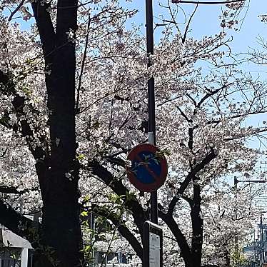 実際訪問したユーザーが直接撮影して投稿した田辺通散策路山崎川四季の道の写真