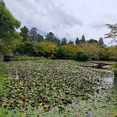 YST10さんが投稿した龍安寺御陵ノ下町寺のお店龍安寺/リョウアンジの写真