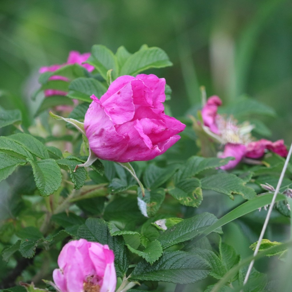 実際訪問したユーザーが直接撮影して投稿した花のきれいなスポットハマナスの写真