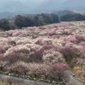 実際訪問したユーザーが直接撮影して投稿した藤原町鼎公園いなべ市梅林公園の写真