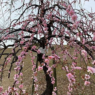 実際訪問したユーザーが直接撮影して投稿した神崎町公園神崎緑地の写真