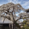 実際訪問したユーザーが直接撮影して投稿した犬山寺圓明寺の写真