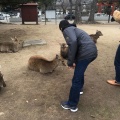 実際訪問したユーザーが直接撮影して投稿した雑司町公園奈良公園の写真