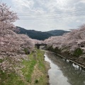 実際訪問したユーザーが直接撮影して投稿した大嶺町東分桜の名所美祢さくら公園の写真