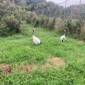 実際訪問したユーザーが直接撮影して投稿した鶴丘動物園釧路市丹頂鶴自然公園の写真