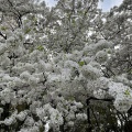 実際訪問したユーザーが直接撮影して投稿した千代田庭園皇居東御苑の写真