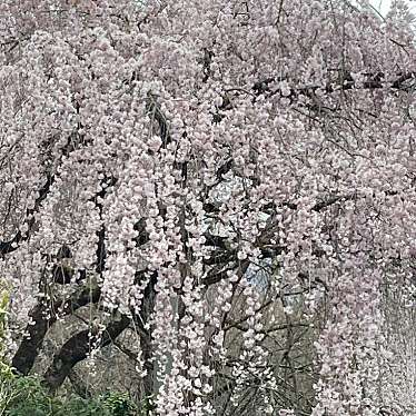 実際訪問したユーザーが直接撮影して投稿した室生大野寺大野寺の写真